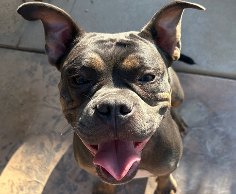 Happy dog at The Misfit Ranch