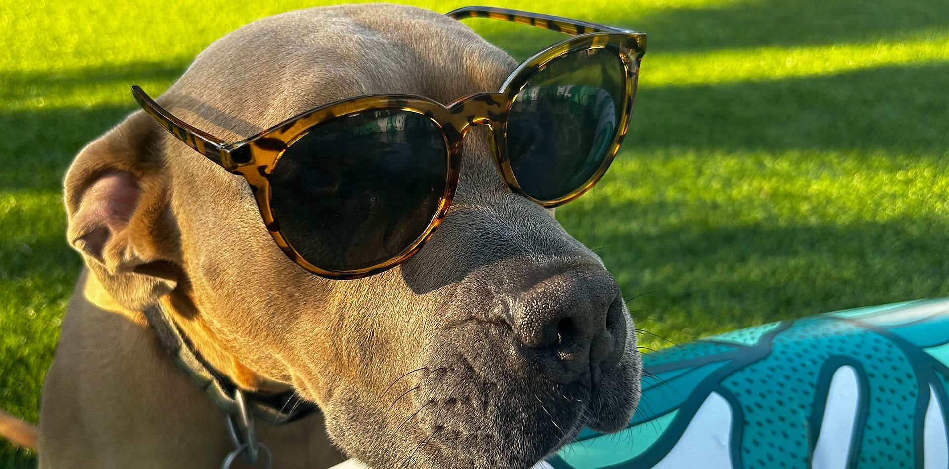 Group of happy dogs at The Misfit Ranch