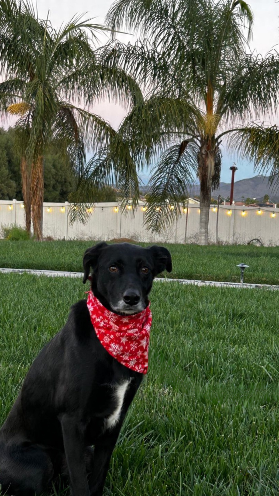Black dog with red bandana sitting on grass at The Misfit Ranch